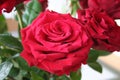 Beautiful red Rose in bouquet for giving away at birthdays or for congratulation