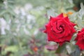 Beautiful Red Rose on the Branch in the Garden Royalty Free Stock Photo