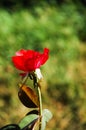 Beautiful red rose bud, green garden background with bokeh. Royalty Free Stock Photo