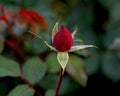 Beautiful red rose bud with morning dew Royalty Free Stock Photo