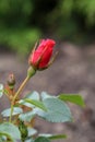 Red Rose Bud Starting to Open and Bloom, Bokeh Background Royalty Free Stock Photo
