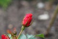 Red Rose Bud Starting to Open and Bloom, Bokeh Background Royalty Free Stock Photo