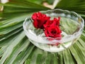 Beautiful red rose bud in water inside of vase