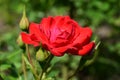 Beautiful red rose with buds in garden