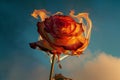 Beautiful red rose burning in the fire against the blue sky Royalty Free Stock Photo