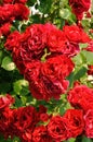 Beautiful red rose bush Royalty Free Stock Photo