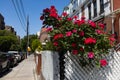 Beautiful Red Rose Bush along a Row of Old Brick Homes in Astoria Queens New York during Spring Royalty Free Stock Photo