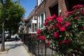 Beautiful Red Rose Bush along a Row of Old Brick Homes in Astoria Queens New York during Spring Royalty Free Stock Photo