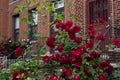 Beautiful Red Rose Bush in front of a Row of Brick Residential Buildings in Astoria Queens New York Royalty Free Stock Photo