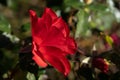 Beautiful red rose on a bush in a garden Royalty Free Stock Photo