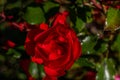 Beautiful red rose on a bush in a garden Royalty Free Stock Photo
