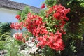 Beautiful red rose bush in garden Royalty Free Stock Photo