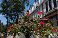 Beautiful Red Rose Bush in a Garden with a Row of Townhouses in Astoria Queens New York during Summer