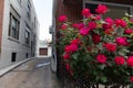 Red Rose Bush next to an Alley in Astoria Queens New York Royalty Free Stock Photo