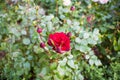 Beautiful red rose bush in the park Royalty Free Stock Photo