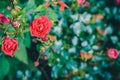 Beautiful red rose bush. Red roses bouquet with defocused foliage Royalty Free Stock Photo