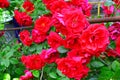 Beautiful red rose bush red roses in garden, floral background Royalty Free Stock Photo