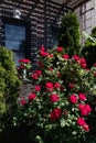 Beautiful Red Rose Bush during Spring in a Residential Garden in Astoria Queens New York Royalty Free Stock Photo