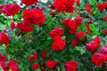 Beautiful red rose bush red roses in garden, floral background Royalty Free Stock Photo