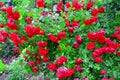 Beautiful red rose bush red roses in garden, floral background Royalty Free Stock Photo