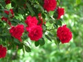 Beautiful red rose bush red roses in garden, floral background. Spring, summer, autumn outdoor garden flowers. Royalty Free Stock Photo