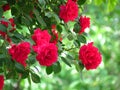 Beautiful red rose bush red roses in garden, floral background. Spring, summer, autumn outdoor garden flowers. Royalty Free Stock Photo