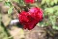 Beautiful red rose bush red roses in the garden, floral background Royalty Free Stock Photo