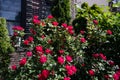 Beautiful Red Rose Bush during Spring in a Residential Garden in Astoria Queens New York Royalty Free Stock Photo