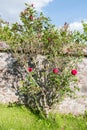Beautiful red rose bush in a garden Royalty Free Stock Photo