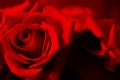 Beautiful red rose in close up with ideal unsullied petals. Ideal for postcard or wallpaper Royalty Free Stock Photo