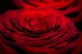 Beautiful red rose close-up macro photo with shallow depth of field Royalty Free Stock Photo