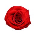Beautiful red rose close up. Red rose isolated. Tender rose head close up. Garden flowers. Deep focus Royalty Free Stock Photo