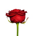 Beautiful red rose close up. Tender rose head isolated. Garden flowers Royalty Free Stock Photo