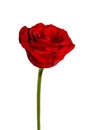 Beautiful red rose close up. Tender rose head isolated. Garden flowers Royalty Free Stock Photo