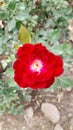 Beautiful Red Rose Close up from top