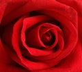 Beautiful red rose closeup Royalty Free Stock Photo
