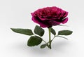 beautiful Red Rose 3d illustration minimal 3d rendering