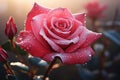 Beautiful red rose with dew drops on the petals, Close-up of Dew-kissed rose blooming at dawn, AI Generated Royalty Free Stock Photo