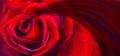 Beautiful red rose draw in close up with ideal unsullied petals. Ideal for postcard or wallpaper