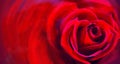 Beautiful red rose draw in close up with ideal unsullied petals. Ideal for postcard or wallpaper Royalty Free Stock Photo