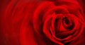 Beautiful red rose draw in close up with ideal unsullied petals. Ideal for postcard or wallpaper