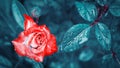 Beautiful red rose with drops of dew and rain on the background of fantastic blue leaves. Magic Garden. Royalty Free Stock Photo