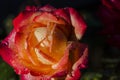 Beautiful red rose in the drops of morning dew