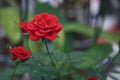 A beautiful red rose enchants us with its beauty Royalty Free Stock Photo