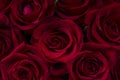 Beautiful red rose flake Royalty Free Stock Photo