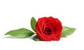 Beautiful red rose flowe Royalty Free Stock Photo