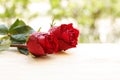 Beautiful red rose flower Royalty Free Stock Photo