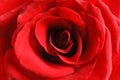 Beautiful red rose flower as background Royalty Free Stock Photo