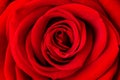 Beautiful red rose flower as background, close up. Macro shot of fresh red rose for background Royalty Free Stock Photo