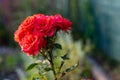 Beautiful Red rose flower. Background Royalty Free Stock Photo